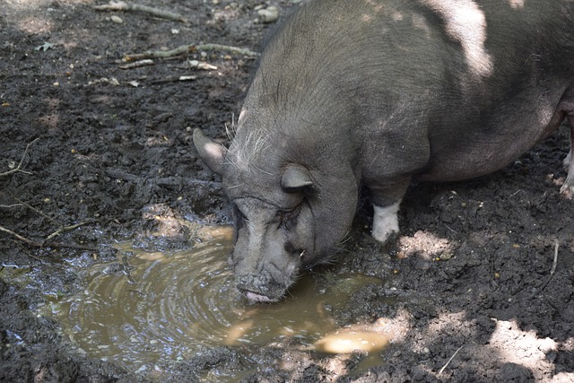 勒的職業生 勒的職業生